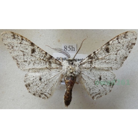 Biston betularia (Linnaeus, 1758) Krępak nabrzozak Czech85h